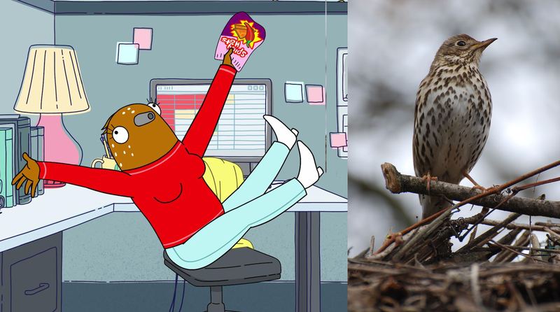 Bertie and a song thrush
